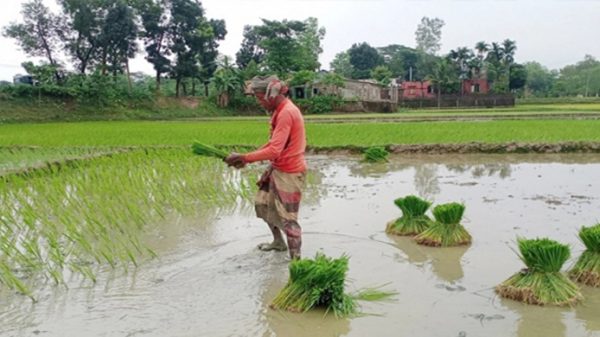 স্বস্তির বৃষ্টিতে হাওরের কৃষকের মুখে হাসি - Natun Sylhet