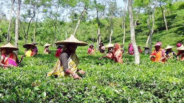 চা বাগানে শ্রমিকরা, দুর্গাপূজার আগেই বকেয়া মেটানোর দাবি - Natun Sylhet