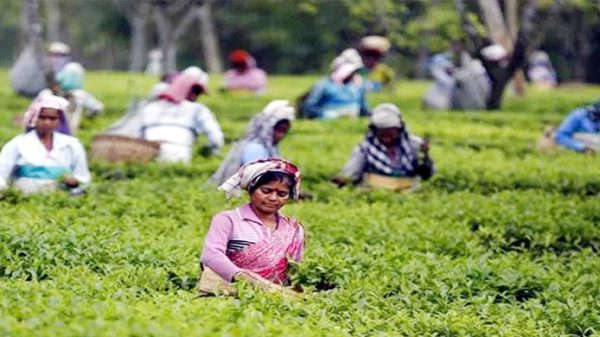আগামী সপ্তাহ থেকে চা শ্রমিকদের নতুন মজুরি - Natun Sylhet
