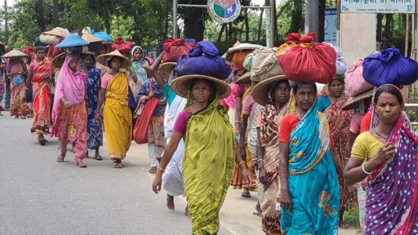 চা শ্রমিকদের মজুরি ৫০০ টাকা করতে আইনি নোটিশ - Natun Sylhet