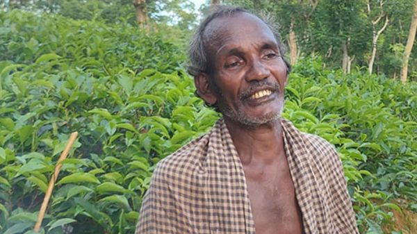 চা পাতার কুঁড়ি দিয়ে ঝুড়ি ভরলেও পেটতো ভরে না! - Natun Sylhet