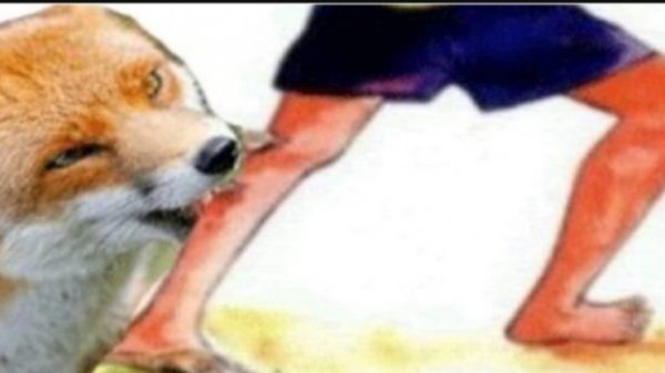 দোয়ারাবাজারে শিয়ালের কামড়ে আহত ১১, আতঙ্কে গ্রামের মানুষ - Natun Sylhet