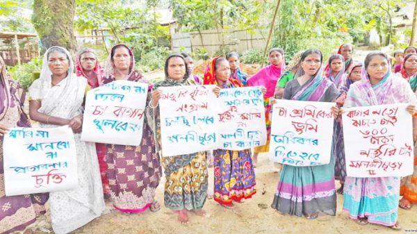 এক প্যাকেট বেনসন আর চা-শ্রমিকের মজুরি - Natun Sylhet