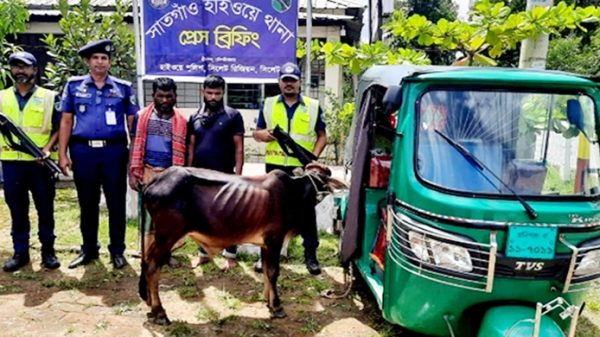 শ্রীমঙ্গলে চুরি করা গরু নিয়ে পালানোর সময় আটক ২ - Natun Sylhet