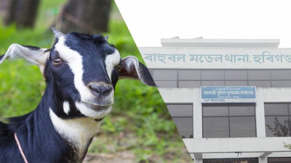 বাহুবল থানায় রাম ছাগল আটক নিয়ে লঙ্কাকাণ্ড - Natun Sylhet