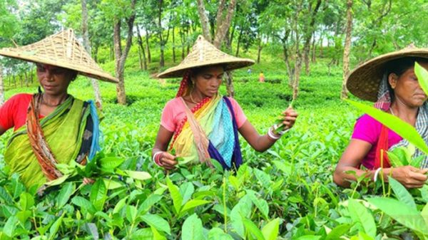 মজুরি বৃদ্ধি: ১৯ দিন পর প্রাণ ফিরলো চা বাগানে - Natun Sylhet