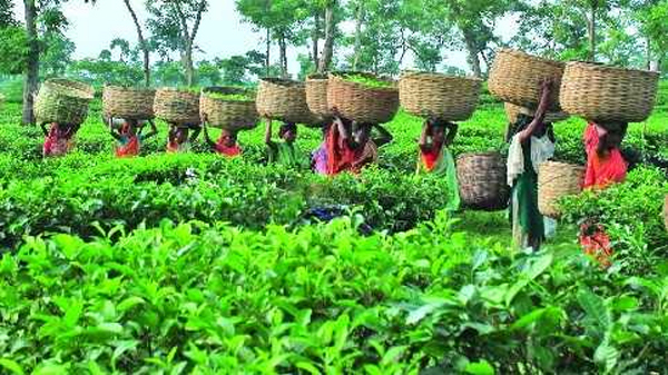 মৌলভীবাজারের উৎসবমূখর পরিবেশে চা-বাগানে ফিরলেন শ্রমিকরা - Natun Sylhet