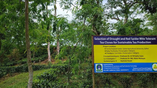 সিকৃবিতে চা-কফিসহ পানীয় ফসলের জার্ম প্লাজম সেন্টার স্থাপন - Natun Sylhet