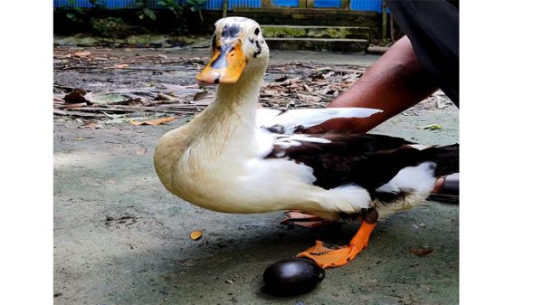আজও কালো ডিম দিয়েছে চরফ্যাশনের হাঁসটি - Natun Sylhet