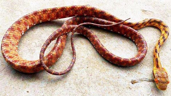 দেশে নতুন প্রজাতির ৬ সাপ, রয়েছে সিলেটেও - Natun Sylhet