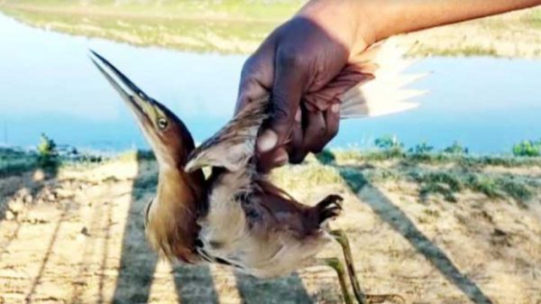 জুড়ীতে ১৫টি পাখিসহ ২ শিকারি আটক - Natun Sylhet