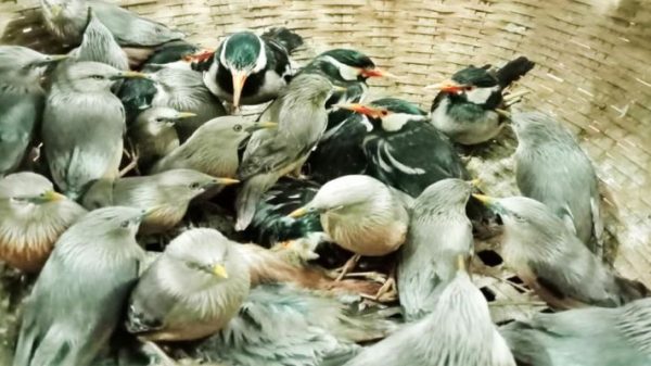 কুলাউড়ায় পাখি শিকার করায় যুবকের কারাদণ্ড - Natun Sylhet