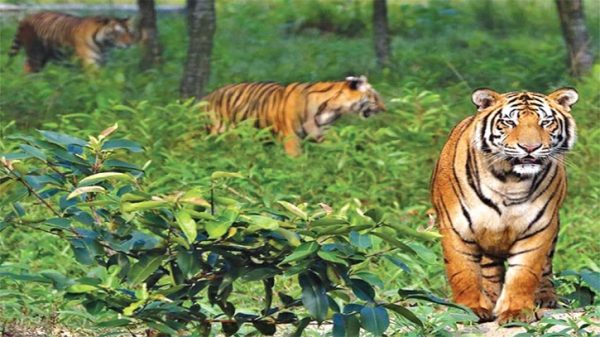 বাঘ আতঙ্কে ফেঞ্চুগঞ্জবাসী - Natun Sylhet