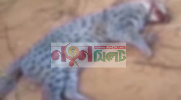সিলেটে মানুষ বাঁচাতে ‘মেছো বিড়াল’ পিটিয়ে হত্যা - Natun Sylhet