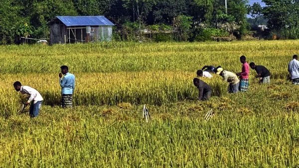 ভয়াবহন বন্যা-খরার পরও সিলেটে আমনের বাম্পার ফলন - Natun Sylhet