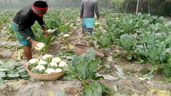 লাখাইয়ে বাণিজ্যিকভাবে বাড়ছে ফুল-বাঁধাকপির চাষ - Natun Sylhet