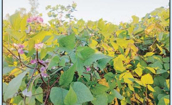 বাহুবলে শিমের বাম্পার ফলন - Natun Sylhet