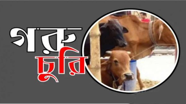 শীত মৌসুমের শুরুতেই সিলেট ও সুনামগঞ্জে গরু চুরি বৃদ্ধি - Natun Sylhet