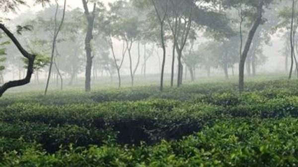 মৌলভীবাজারে বাড়ছে শীতের তীব্রতা, বিপাকে নিম্ন আয়ের মানুষ - Natun Sylhet