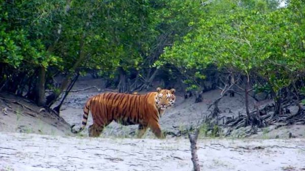 সুন্দরবনে ৬৬৫ স্পটে স্থাপন করা হচ্ছে জোড়া ক্যামেরা - Natun Sylhet