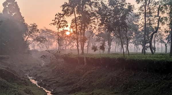 দেশের সর্বনিম্ন তাপমাত্রা শ্রীমঙ্গলে, বইছে মৃদু শৈত্যপ্রবাহ - Natun Sylhet