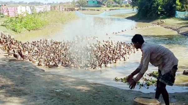 সুনামগঞ্জে হাঁস পালনে লাখপতি খামারিরা - Natun Sylhet